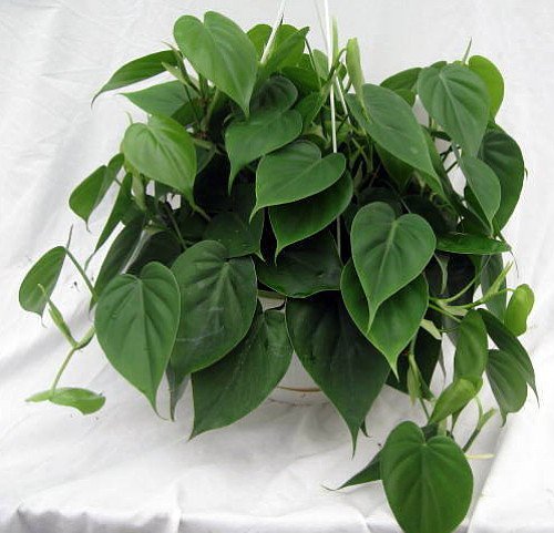 hear leaf house plant