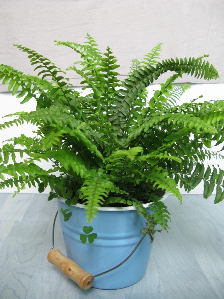 boston fern house plant