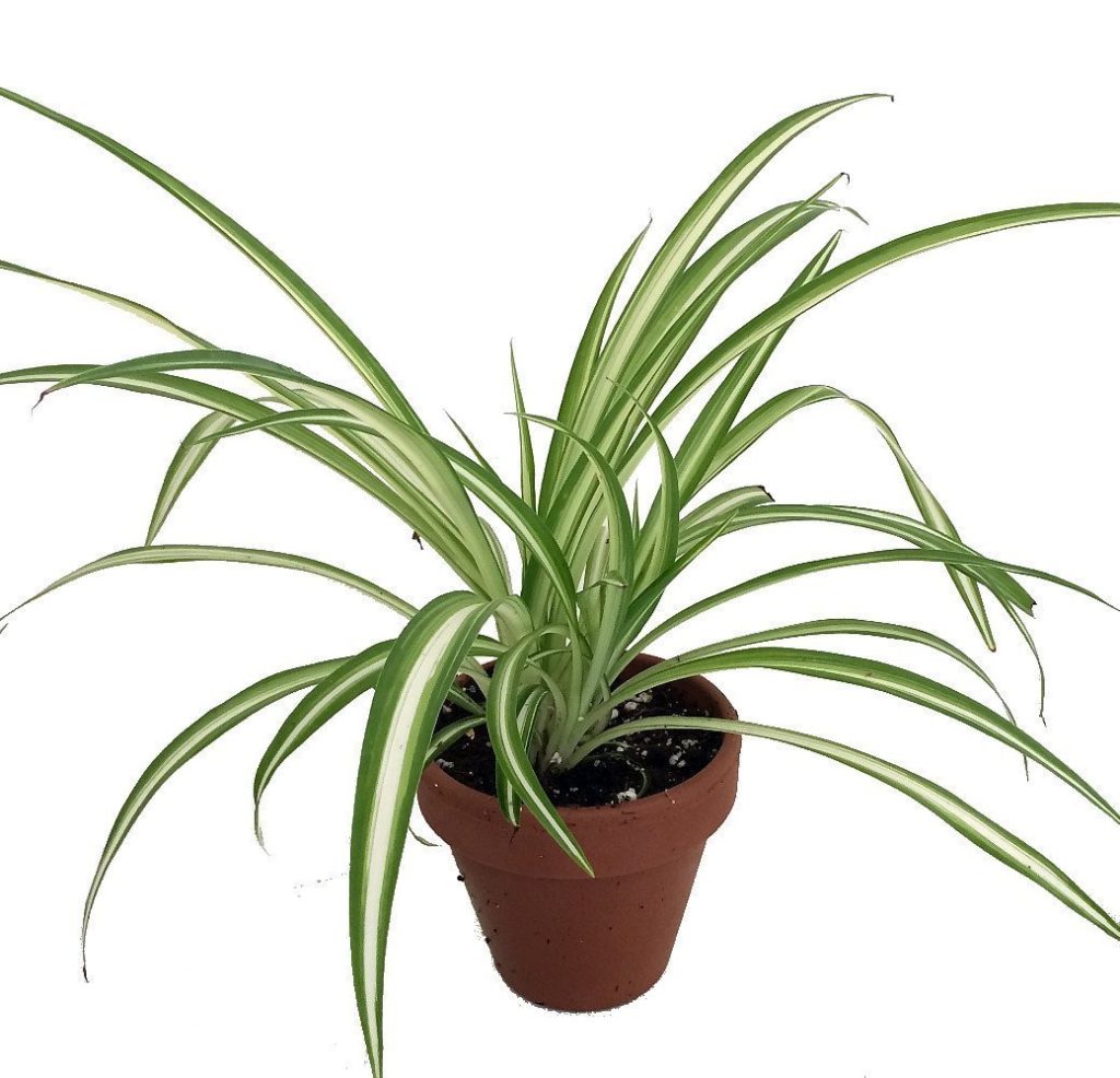 spider house plant