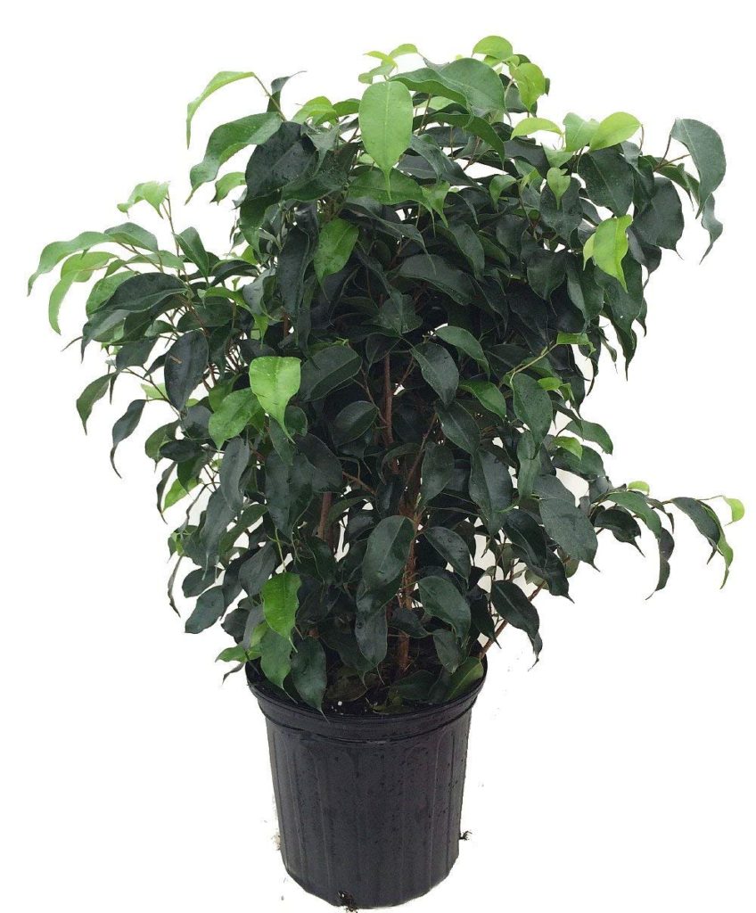 weeping fig house plant