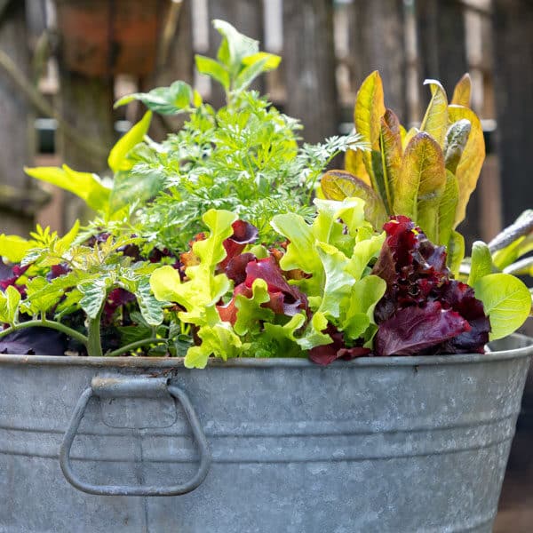 Use Container Gardening to Create a Small Vegetable Garden