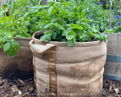 vegetable container gardening