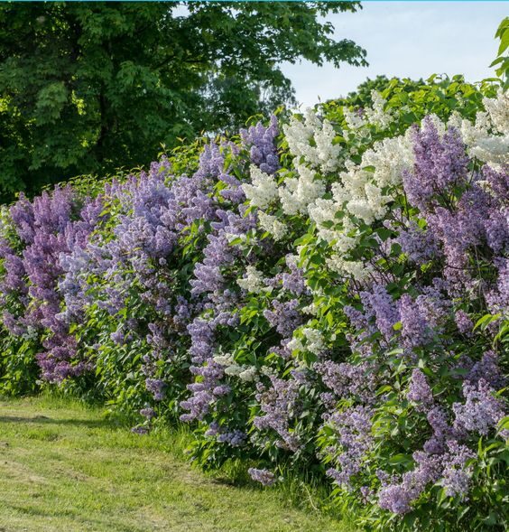 landscaping ideas for along the fence line