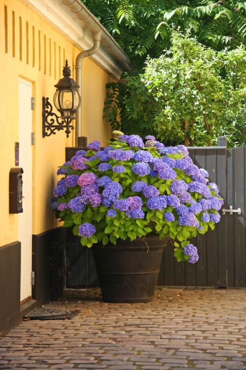 large flower pot idea