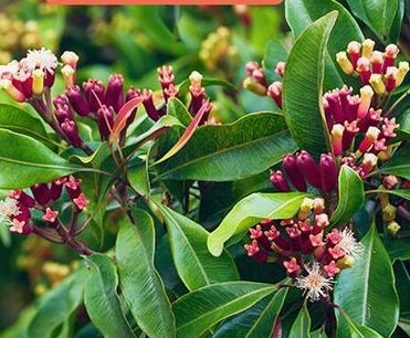 Plants That Repel Bugs