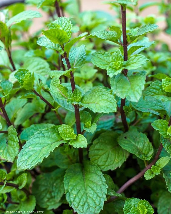 plants that repel mosquitos