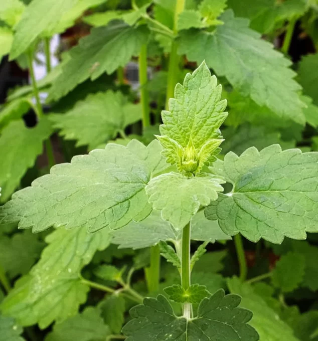 Plants that repel bugs