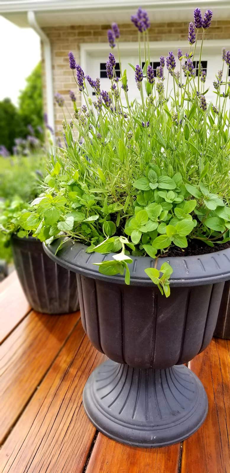 front porch flower pot that repels bugs