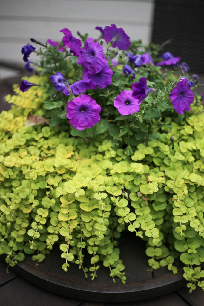 farmhouse flower pot