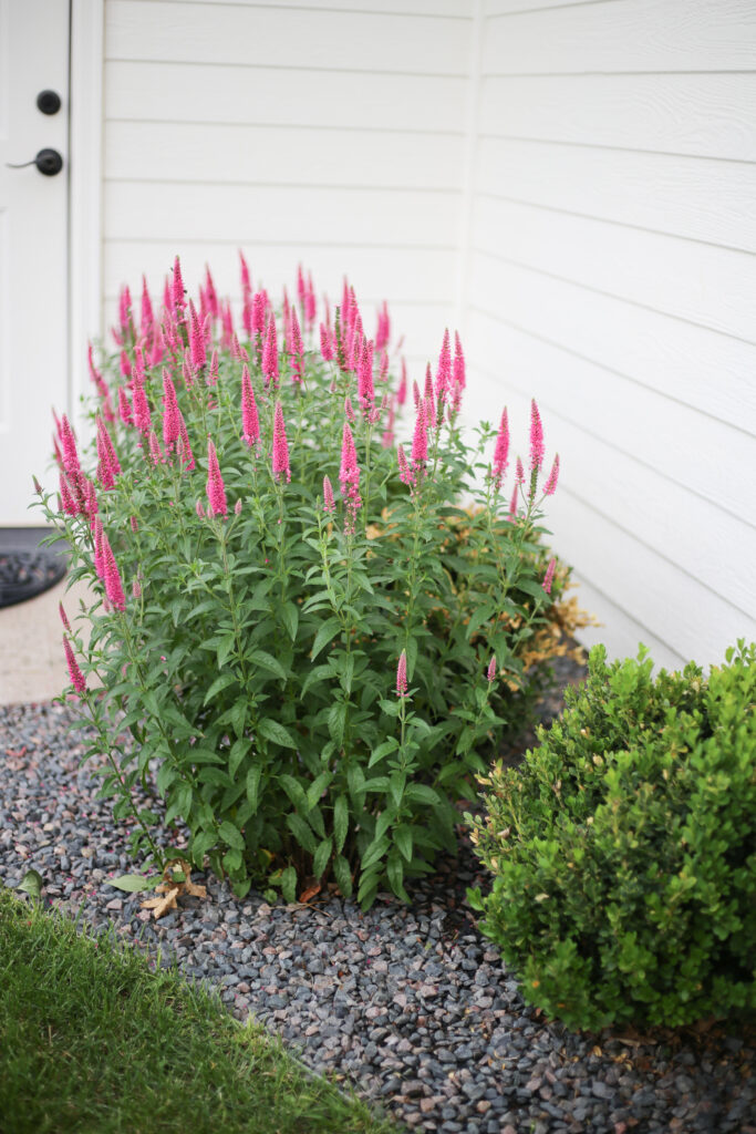 farmhouse landscaping ideas