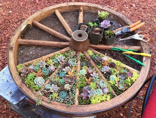 succulent garden landscape design idea