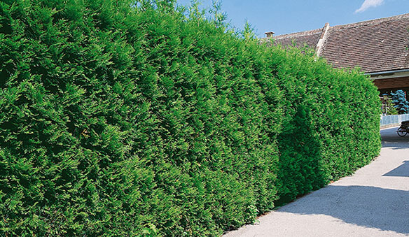 hedge plant landscaping idea