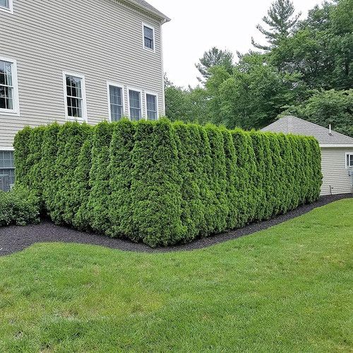 privacy screen hedge plant