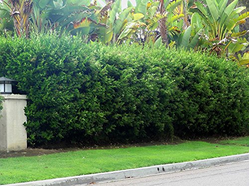 hedge plant landscaping idea