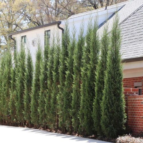 15 Fast Growing Privacy Hedge Plants and Landscaping Ideas - The ...