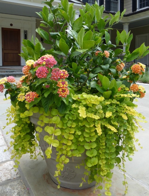 flower pot ideas