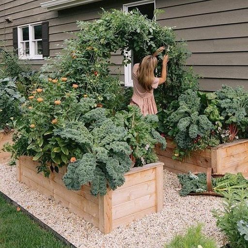 raised garden beds with trellis